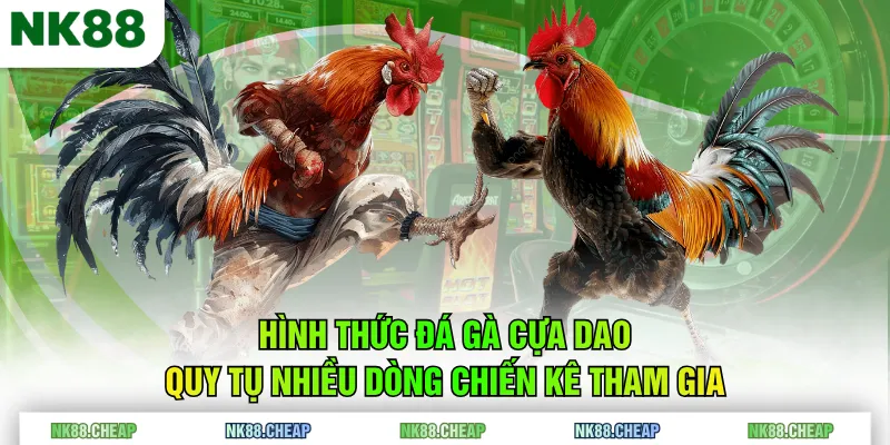Hình thức đá gà cựa dao quy tụ nhiều dòng chiến kê tham gia